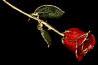 rose.jpg