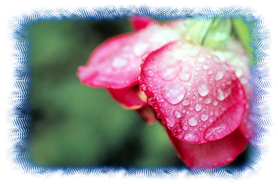 tearsonaflower.jpg
